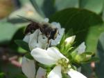 Amelanchier rotundifolia Helvetica