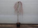 Larix kaempferi Stiff Weeper - Trauer-Lärche Stiff Weeper