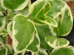 Vinca major Variegata