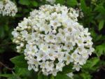 Viburnum burkwoodii Anne Russell - Immergrüner Duftschneeball Anne Russell