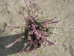 Calluna vulgaris Marleen - Sommerheide Marleen