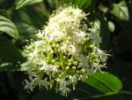 Cornus stolonifera Flaviramea