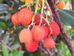 Arbutus unedo Compacta