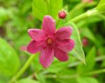 Jasminum beesianum - Jasmin, Rosablühender