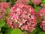 Hydrangea arborescens Pink Percussion - Ballhortensie Pink Percussion