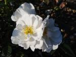 Ros Bienenweide Weiss, Rosa Bienenweide Weiss