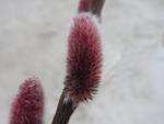 Salix gracilistyla Mount Aso