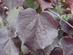 Das schöne Laub von Cercis canadensis Ruby Falls