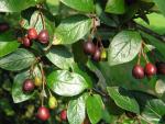 Cotoneaster acutifolius