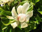 Calycanthus Venus