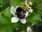 Brombeere Reuben, Rubus fruticosus Reuben