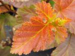 Physocarpus opulifolius Amber Jubilee ®