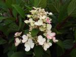 Hydrangea paniculata Little Quick Fire®