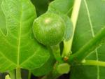 Ficus carica Firoma - Feige Firoma