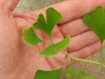 Ginkgo biloba Fastigiata Blagon - Säulen-Ginkgo Fastigiata Blagon