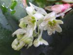 Ribes laurifolium - Lorbeerblättrige Johannisbeere