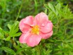 Potentilla fruticosa Pink Paradise