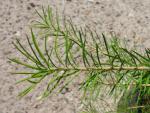 Larix sibirica - Sibirische Lärche