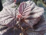 Corylus Anny´s Purple Dream