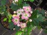 Crataegus monogyna Rosea