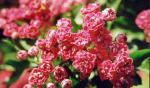 Rosenhagtorn (Crataegus laevigatus Paul Scarlet)