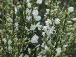 Cytisus praecox Albus