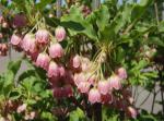 Enkianthus campanulatus - Prachtglocke