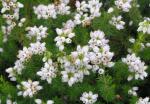 Erica cinerea Alba - Grauheide weißblühend