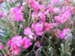 Erica tetralix Con Underwood - Glockenheide oder Moorheide, rotblühend