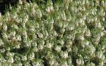 Erica vagans Lyonesse - Weiße Cornwallheide Lyonesse