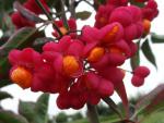 Euonymus europaeus Red Cascade