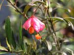 Euonymus nanus turkestanicus - Turkmenischer Pfaffenhut