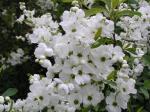 Exochorda racemosa