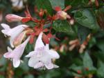 Abelia grandiflora