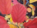 Fothergilla major - Federbuschstrauch