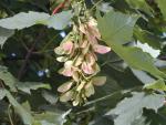 Tysklönn, Acer pseudoplatanus - rödaktiga näsor