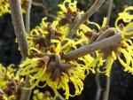 Hamamelis Westerstede - Zaubernuss Westerstede