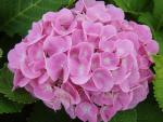 Hydrangea macrophylla Bodensee