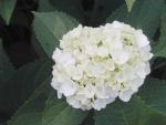 Hydrangea macrophylla Madame Emile Mouillere