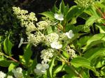 Hydrangea paniculata Kyushu - Rispenhortensie Kyushu