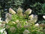 Hydrangea paniculata Unique