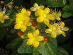 Hypericum Excellent Flair - Johanniskraut Excellent Flair