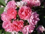 Rosa Pink Grootendorst®