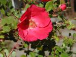 Rosa moyesii Geranium - Mandarinrose Geranium