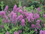 Kalmia angustifolia Rubra - Lorbeerröschen