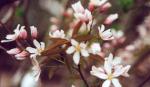 Amelanchier arborea Robin Hill