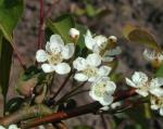 Amelanchier spicata