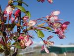 Malus floribunda