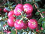 Pernettya mucronata Purpurea - Torfmyrthe rote Frucht