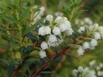 Pernettya mucronata männlich - Torfmyrthe männlicher Bestäuber